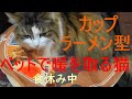 モモ 19歳～カップラーメン型ベットであったまる猫