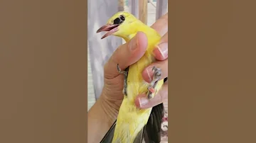 Иволга - Oriolus oriolus