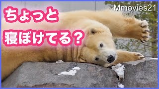 目覚めのストレッチ【ホッキョクグマ】リラのいつもと違うアプローチ　デナリとララは白菜を好む冬の食生活　Polar Bears Life