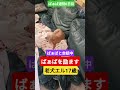#トイプードル #シニア犬