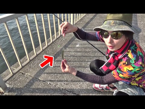 千葉の港でウグイ泳がせ釣りしてみた。