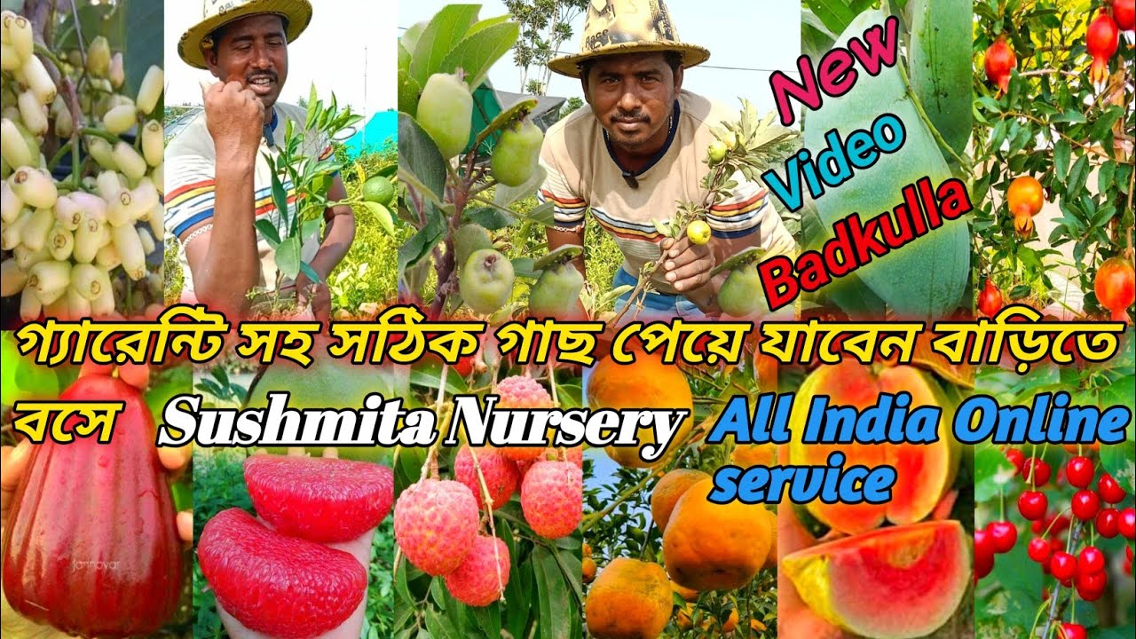 Sushmita Nursery গ্যারেন্টি সহ সঠিক গাছ পেয়ে যাবেন বাড়িতে বসে Online Available সুস্মিতা নার্সারিতে