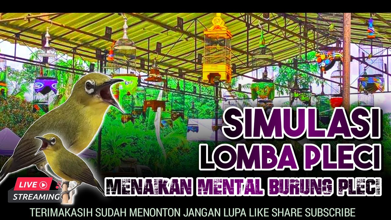 🔴LIVE simulasi lomba pleci / terapi menaikan mental burung pleci