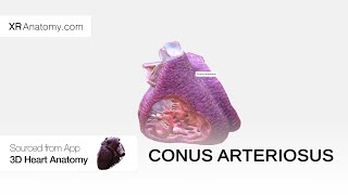 Conus Arteriosus