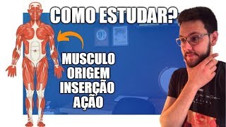 4 Macetes para aprender Origem e Inserção Muscular