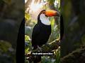 Curiosidades Animais - O Tucano #curiosidades #descobertas #animals #animals #naturezasurpreendente
