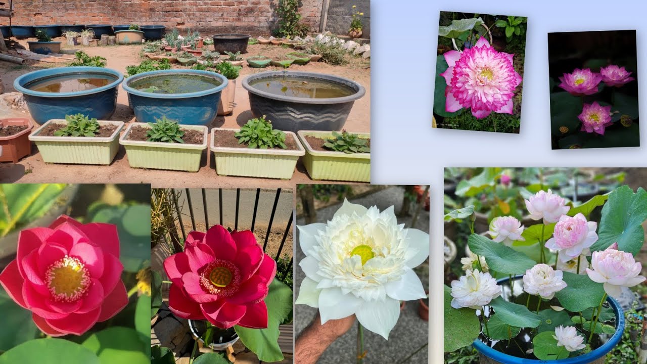 My Garden new Hybrid Lotus #lotus #garden