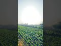 Shaam 🌥️
