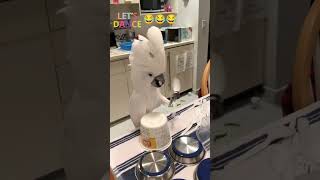 You Won't Believe This Cockatoo's Dance #Shorts #DancingCockatoo #Cockatoo #DancingBird #FunnyBird
