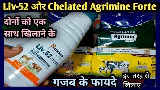 ?Liv-52 और Cheated Agrimine Forte✌ दोनों को एक साथ पशुओं को खिलाने के फायदे||Benifits & Benifits