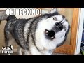 Husky Has To Go To The Vet And Is Not Impressed!