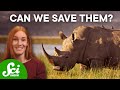 Should we save northern white rhinos