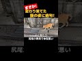 近所の猫が悲惨な姿でやって来た!#shorts