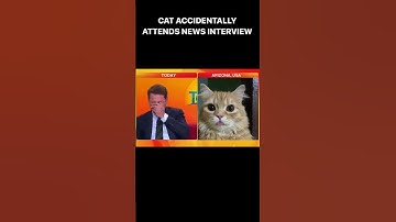 cat accidentally attends news interview 😳 😬  #cats #shorts #foryou #news #funny