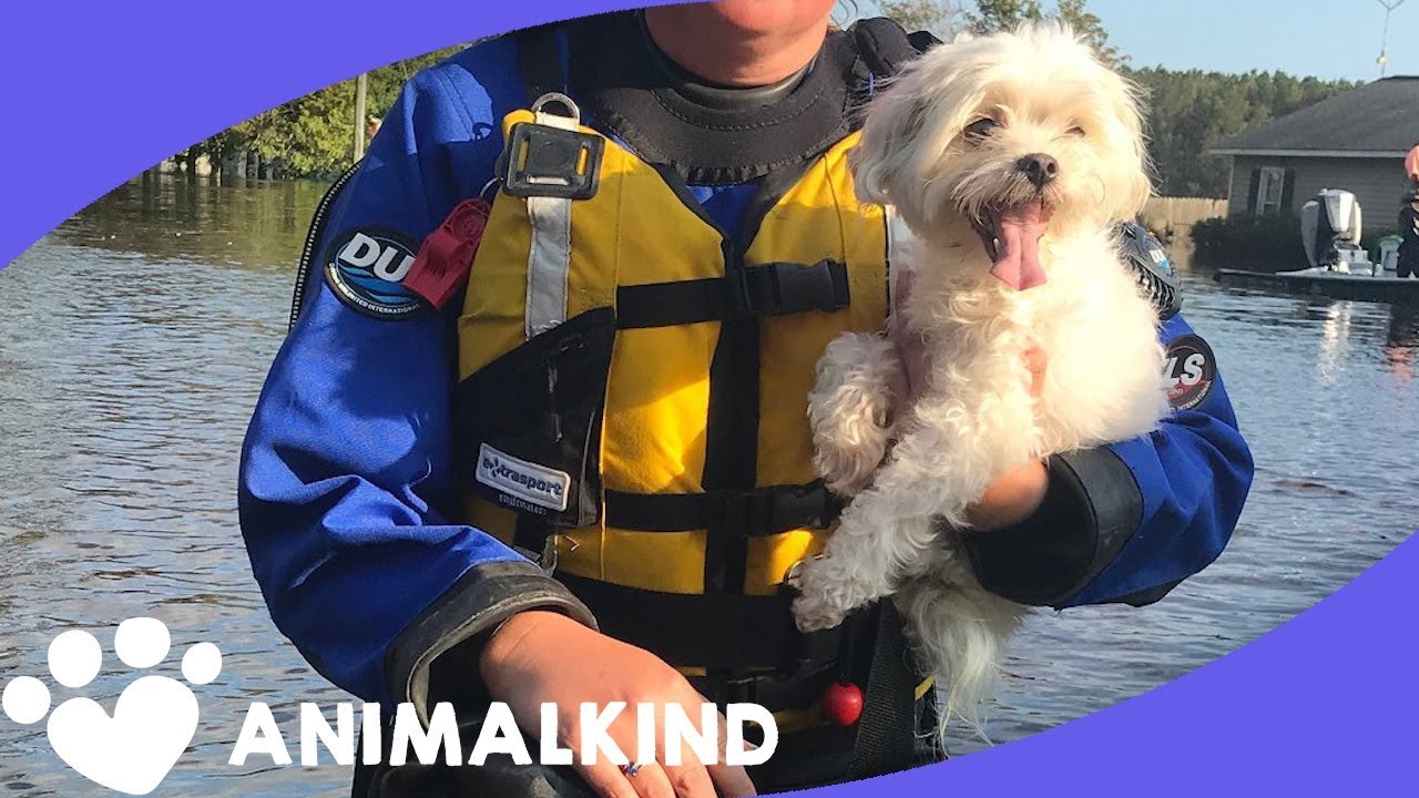Rescuers kick in door to save to stranded dog - YouTube