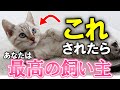 【猫好き必見】猫が最高だと思う飼い主に見せる行動13選