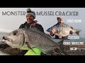 A fish of a lifetime ii monster musselcracker  white steenbras