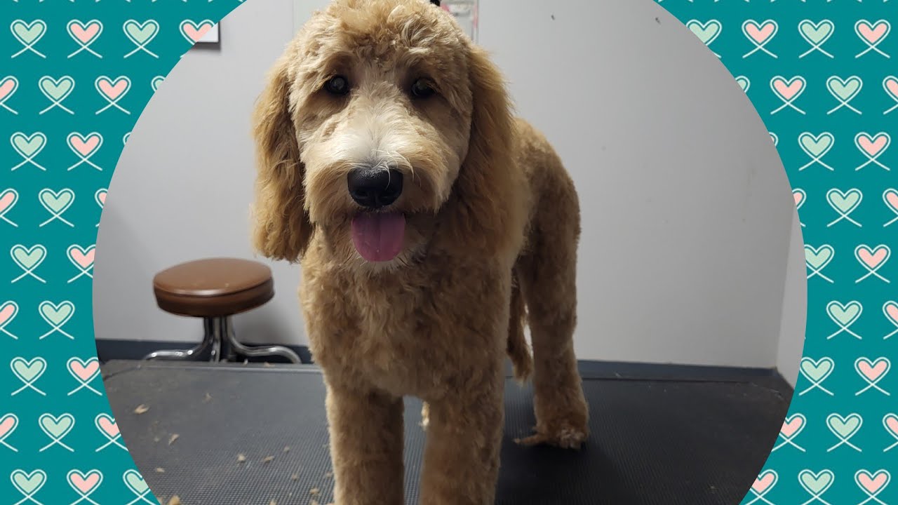 YADI YADI YADI Body crazy, curvy, wavy, big boy, lil waist YouTube