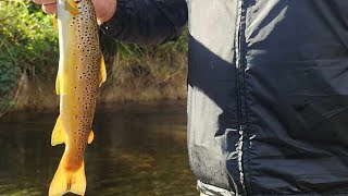 Trout Fishing with big Pete in the high country by Noojee Bushgoods No views 6 minutes, 29 seconds