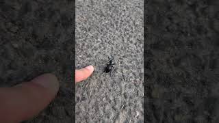 Google Pixel 9 Kameratest und Bug / Google Pixel 9 camera test and bug #teampixel #2026