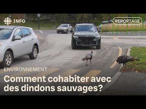 The Challenge of Coexisting With Wild Turkeys in the City