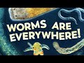 You Can&#39;t Escape Worms | Compilation