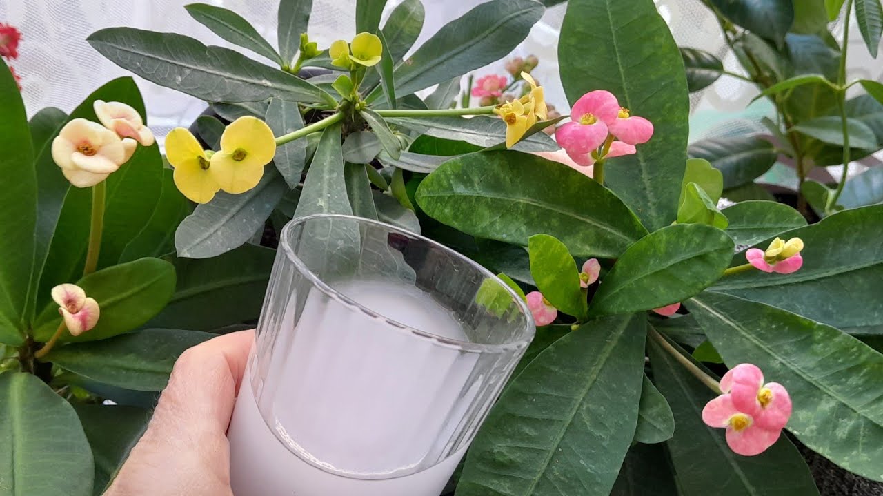 💯DİKENLER TACI YAPRAK SARARMASI BİR BARDAKLA NASIL ÖNLENİR🌺 #dikenlertacı #garden #çiçekbakımı#çiçek