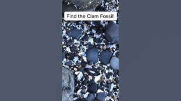 Hint: it’s an Imprint Fossil. Look for a pattern. #clam #fossil #ispy #oregon #challenge#jake_pnw#S