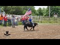 Mini bull national anthem  kw mini buckers