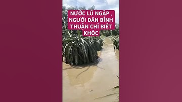 NƯỚC NGẬP VƯỜN THANH  LONG MỘT CẢNH TƯỢNG KINH HOÀNG CỦA NGƯỜI DÂN BÌNH THUẬN #lulut #luto #lulichsu