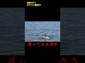 銛つき人からのケツだし人 #ゴールデンボンバー #金爆 #無人島 #喜矢武豊 #樽美酒研二