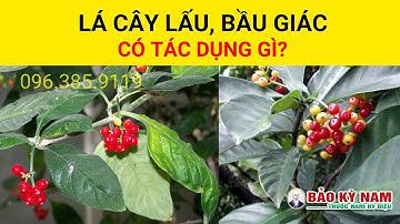 Lá cây lấu | Cây bầu giác, bồ chát có tác dụng chữa bệnh gì?