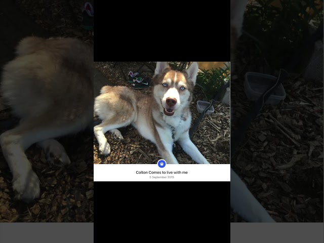 September 5, 2015 - Coltie came to live with me until he passed away in 2022.