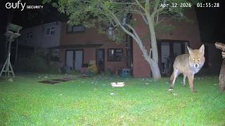 Garden Wildlife Fox Videos EufyCam S3 Pro 3 Security Camera Worcester, UK 12th April 2026