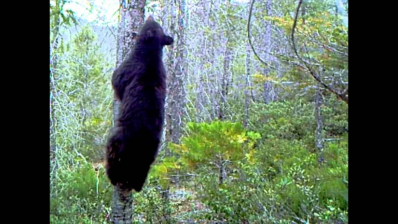 Bear  Oregon Department of Fish & Wildlife