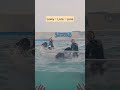 3人同時バイバイ🐬👋✨ #鴨川シーワールド #シャチ #orca #killerwhales #whale #dolphin #水族館