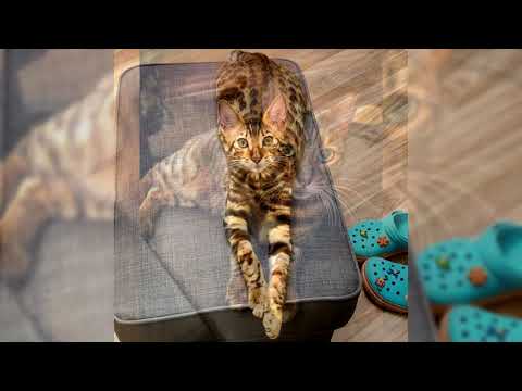 Video: Toyger