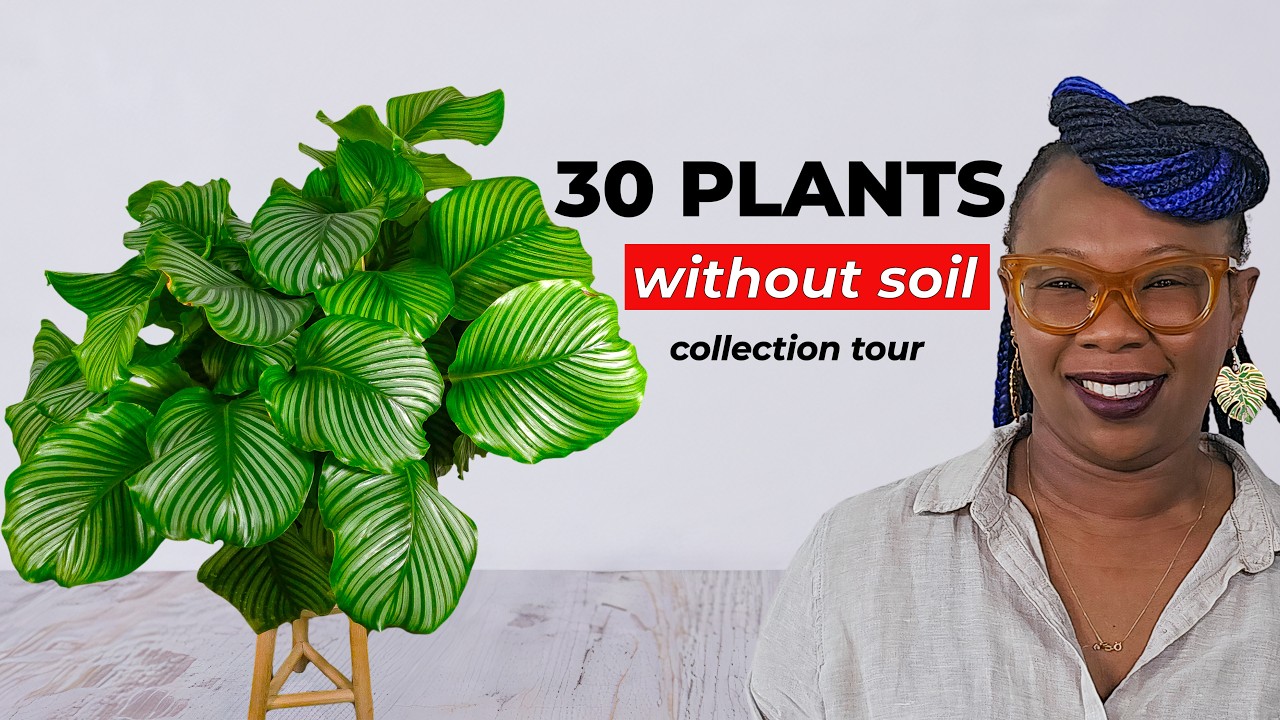 Grow These 30 House Plants WITHOUT Soil