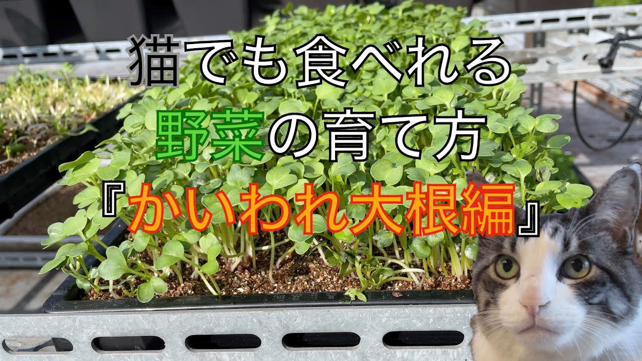 猫でも食べれる野菜の育て方 かいわれ大根編 Youtube