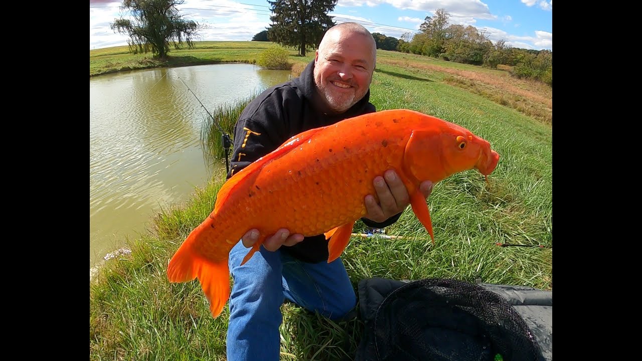 Check Out ORANGE CRUSH!!