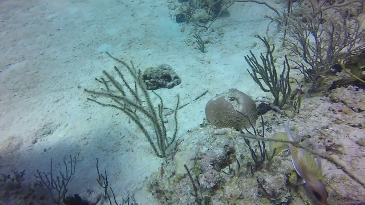 Wildlife on Runway Wall Part 2 - Nassau, Bahamas - Go Pro HD - May 14th