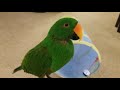 Parrot Plays in Tunnel - Jasper the Eclectus Parrot