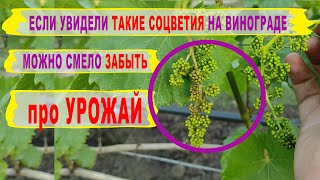 🍇 Внимание! Эта БОЛЕЗНЬ ВИНОГРАДА уничтожит УРОЖАЙ за пару дней. Милдью на СОЦВЕТИЯХ, это приговор.