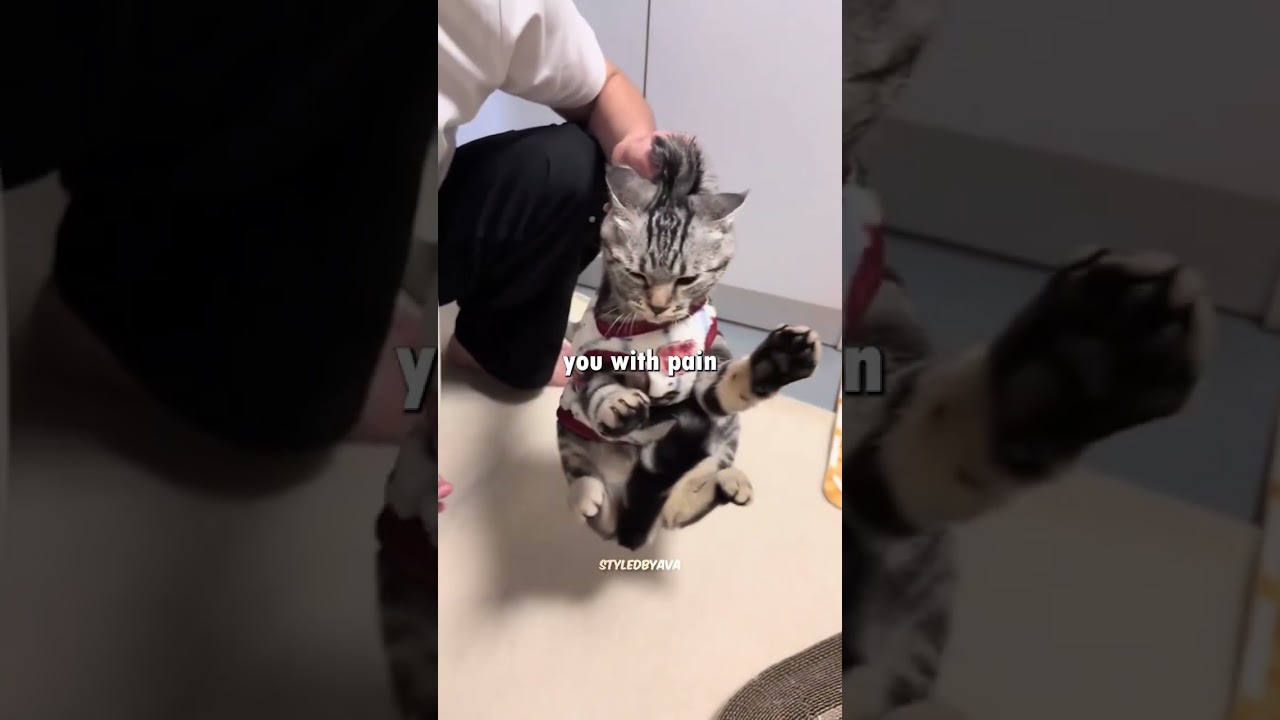 😾 Why Does My Cat Bite Me The Truth About Cat Behavior! 🐱
