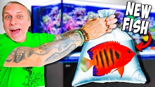 I Bought A Flame Angel Fish For My Aquarium!