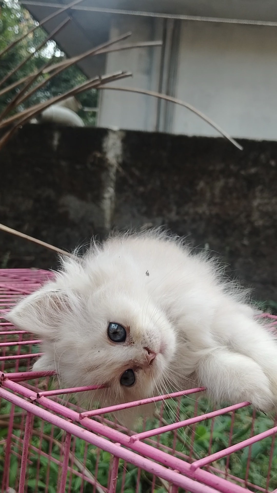 🙋‍♀️ എൻ്റെ സ്റ്റാറ്റസുകൾ - ShareChat