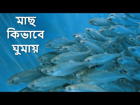 ভিডিও: মাছ কি ঘুমায়?