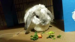 Incredible Rayne Furry Flop Ear Rabbit Bunny chomps down on Romaine Greens on her Box Perch!!!!!!! by Rayne Rabbit Adventures 28 views 11 months ago 1 minute, 50 seconds