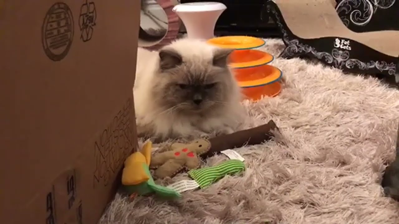 "Relax with Sunday Cat Livestream" 