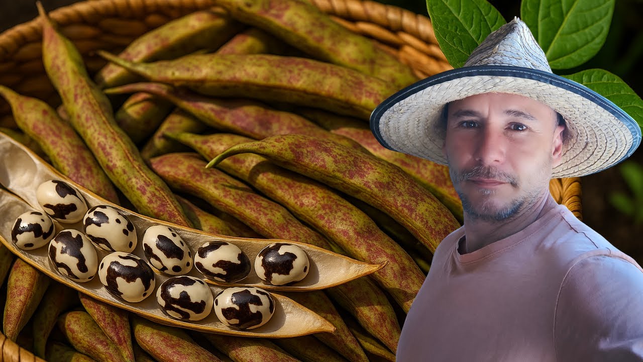 FRIJOL VAQUITA: El guerrero ancestral que fertiliza tu suelo sin químicos 🌱🫘⚔️🌾🔥